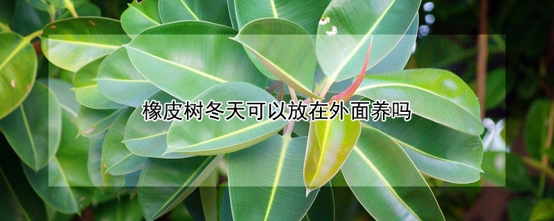 橡皮树冬天可以放在外面养吗（橡皮树冬天可以放在室外吗）