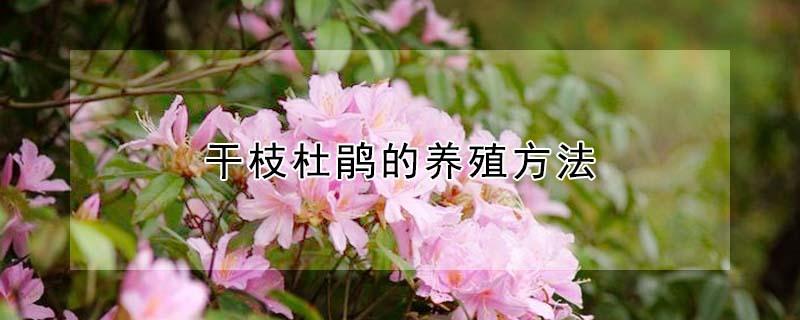 干枝杜鹃的养殖方法（干枝杜鹃花的养殖方法）