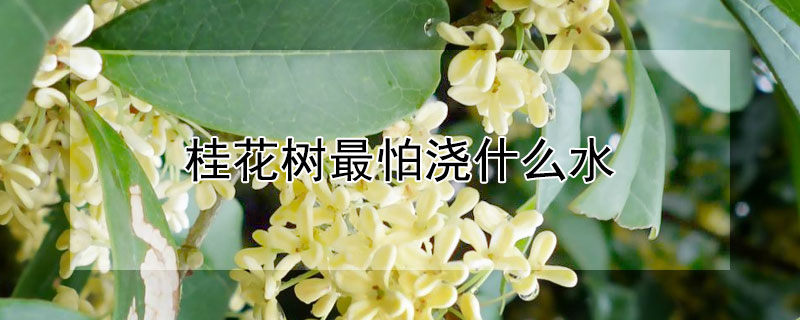 桂花树最怕浇什么水 桂花树浇水的正确方法