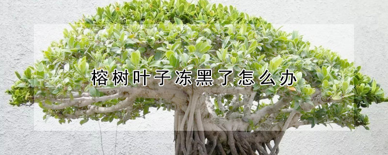 榕树叶子冻黑了怎么办 榕树叶子受冻