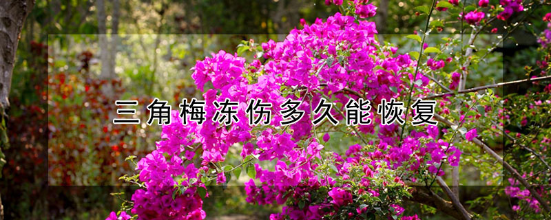 三角梅冻伤多久能恢复 三角梅冻伤最迟几月发芽