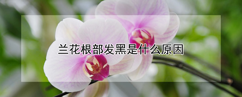 兰花根部发黑是什么原因（兰花根部发黑能自愈吗）