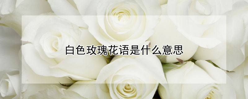 白色玫瑰花语是什么意思 香槟玫瑰花语是什么意思