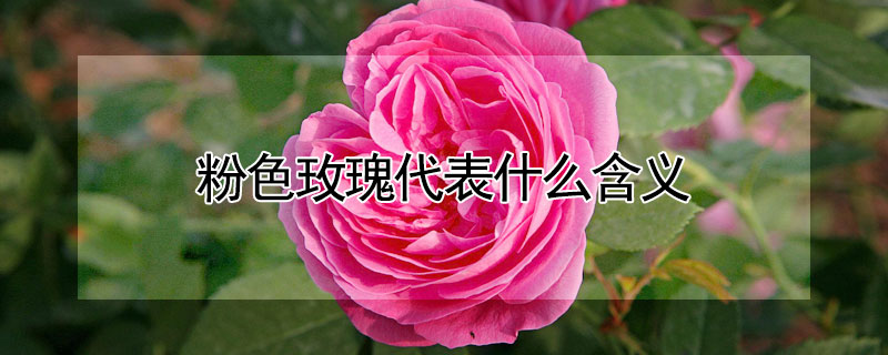 粉色玫瑰代表什么含义 粉色玫瑰代表什么含义?