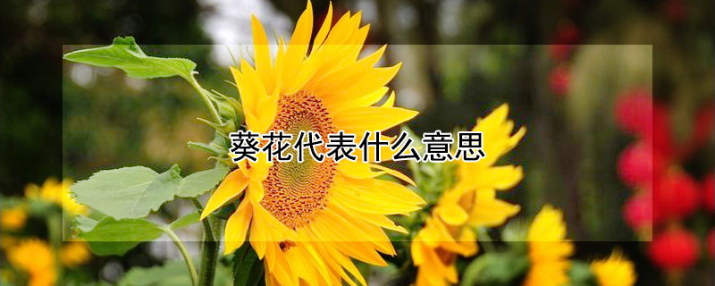 葵花代表什么意思（问日葵花代表什么意思）