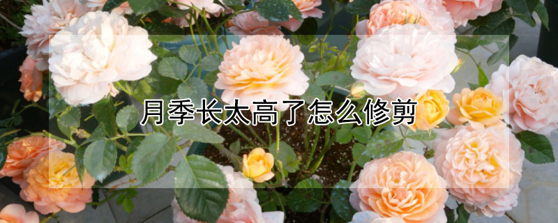 月季长太高了怎么修剪（月季长太高了怎么修剪视频）