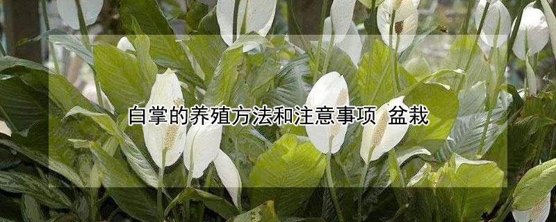 白掌的养殖方法和注意事项 红掌的养殖方法和注意事项