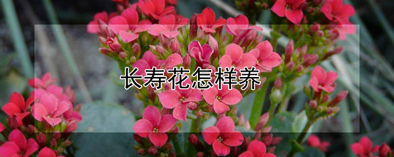 长寿花怎样养 长寿花怎样养殖才能长花苞