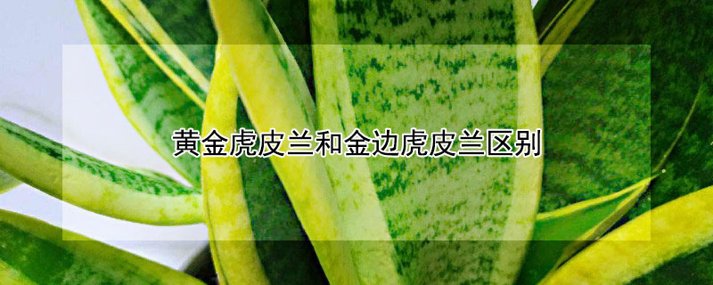 黄金虎皮兰和金边虎皮兰区别 黄金虎皮兰和金边虎皮兰区别