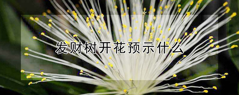 发财树开花预示什么（发财树开花预示什么意思）
