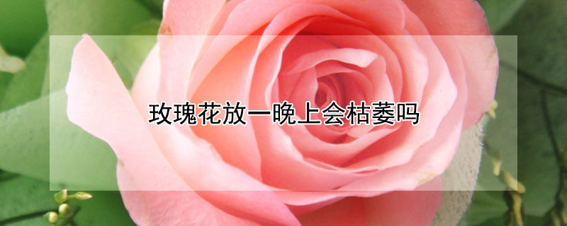 玫瑰花放一晚上会枯萎吗 玫瑰花放一晚上会枯萎吗图片