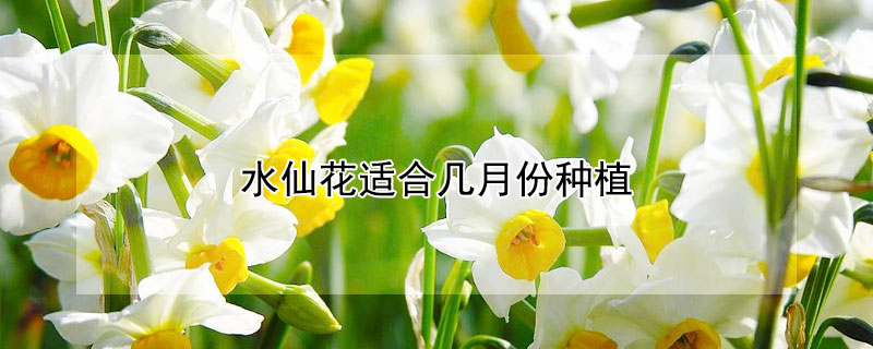 水仙花适合几月份种植 水仙花几月开始种