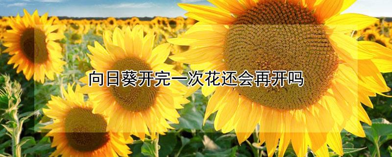 向日葵开完一次花还会再开吗 向日葵开完花怎么办