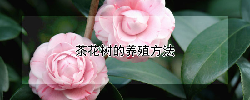 茶花树的养殖方法（茶花树的养殖方法和注意事项视频）