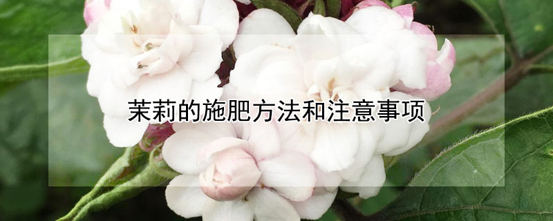 茉莉的施肥方法和注意事项（茉莉的施肥方法和注意事项视频）