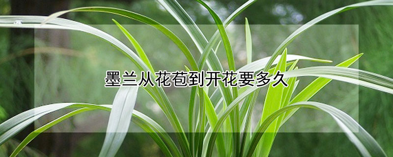 墨兰从花苞到开花要多久 墨兰从花苞到开花要多久时间