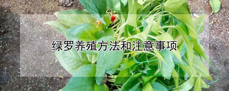 绿罗养殖方法和注意事项 绿罗的养殖方法和注意事项