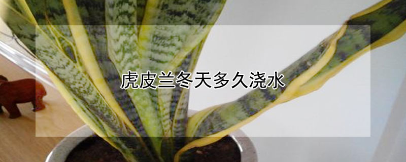 虎皮兰冬天多久浇水（虎皮兰冬天多久浇水一次合适）