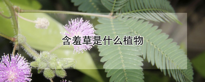 含羞草是什么植物 含羞草是什么植物类群