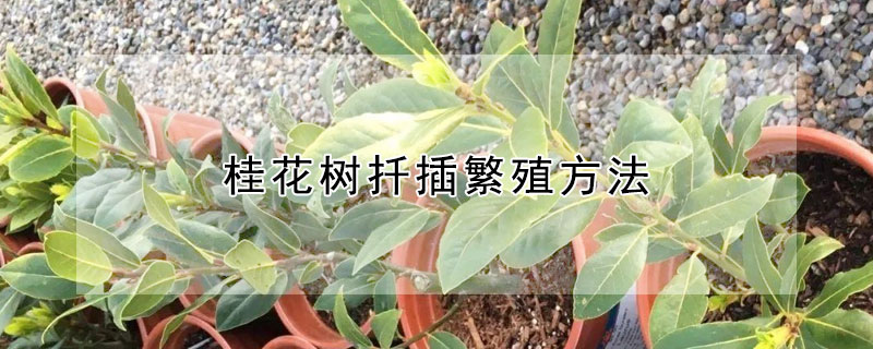 桂花树扦插繁殖方法 桂花树扦插繁殖方法桂花长的快吗