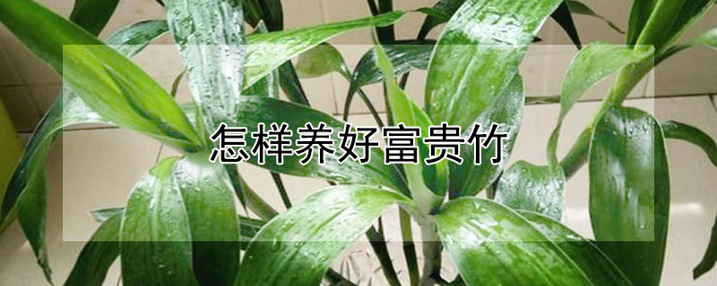 怎样养好富贵竹 怎样养好富贵竹才能又绿又旺盛
