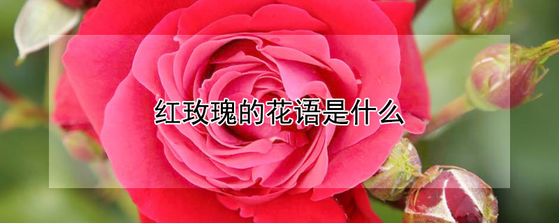 红玫瑰的花语是什么 白玫瑰的花语是什么