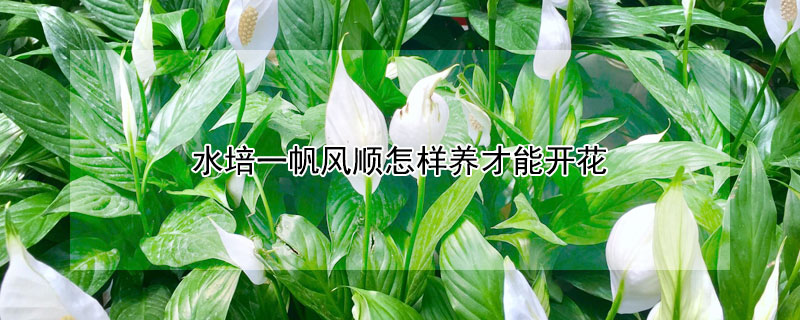 水培一帆风顺怎样养才能开花（水培一帆风顺的养法）