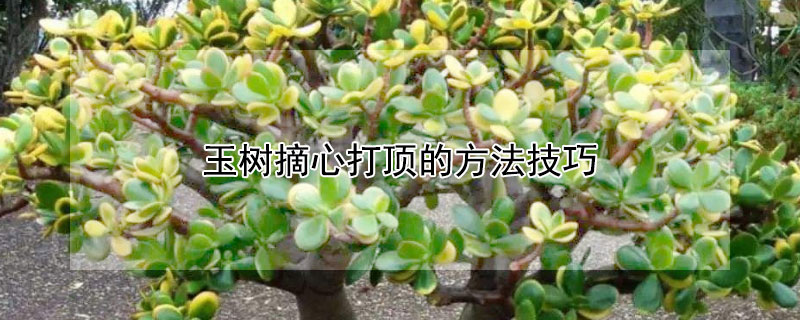 玉树摘心打顶的方法技巧（玉树如何摘心）