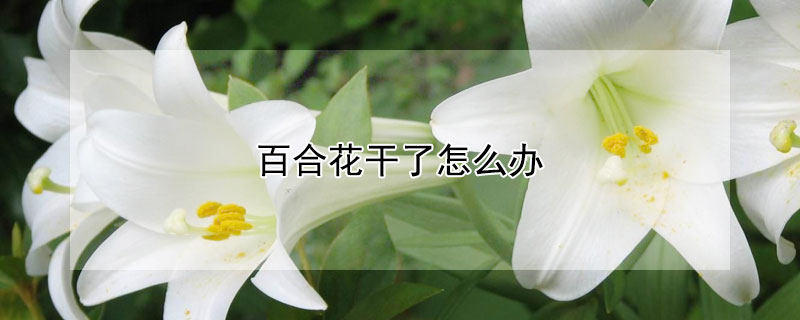 百合花干了怎么办 百合花干枯了 还能救吗