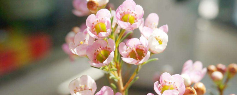 澳洲腊梅花语（澳洲腊梅花语是什么）