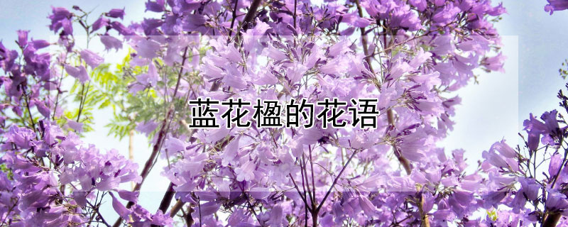 蓝花楹的花语（蓝花楹的花语文案）