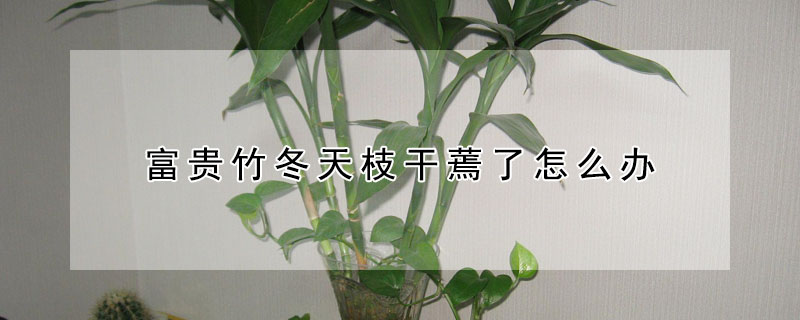 富贵竹冬天枝干蔫了怎么办（富贵竹冬天枯萎了怎么办）