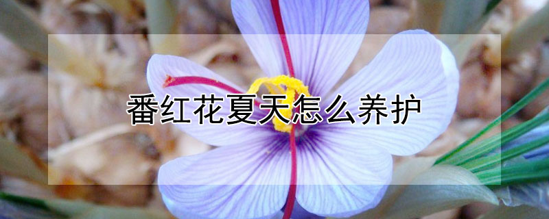 番红花夏天怎么养护（番红花夏天怎么养护视频）