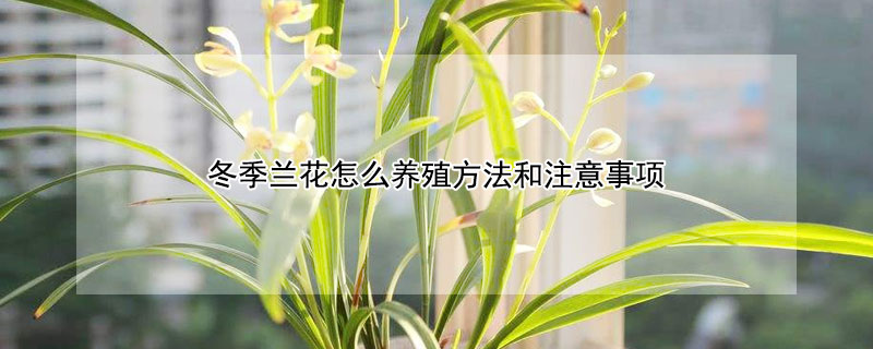冬季兰花怎么养殖方法和注意事项（冬季兰花怎么养殖方法和注意事项呢）