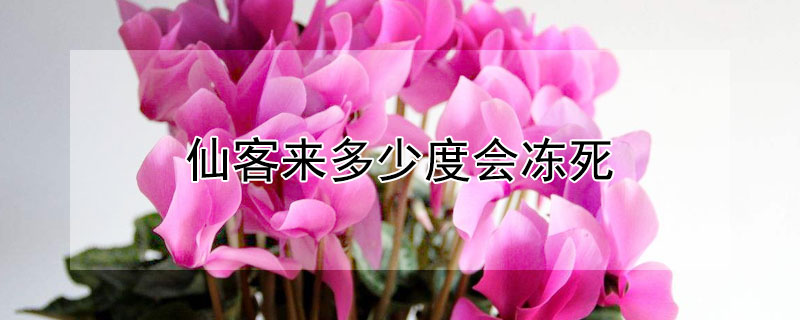 仙客来多少度会冻死（仙客来几度会冻死）