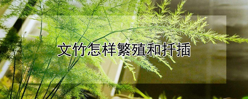 文竹怎样繁殖和扦插（剪下来的文竹能插活吗）