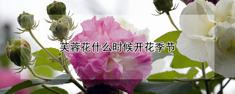 芙蓉花什么时候开花季节 芙蓉花什么时候开花季节最好