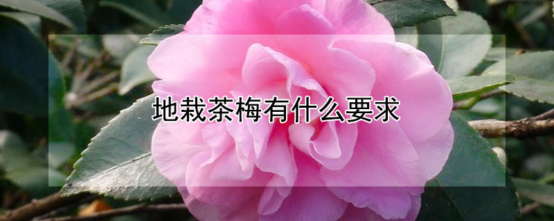 地栽茶梅有什么要求 地栽茶梅有什么要求和要求