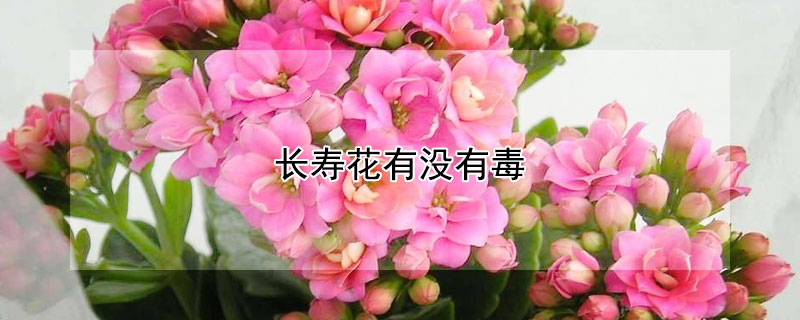 长寿花有没有毒 长寿花花有毒吗?