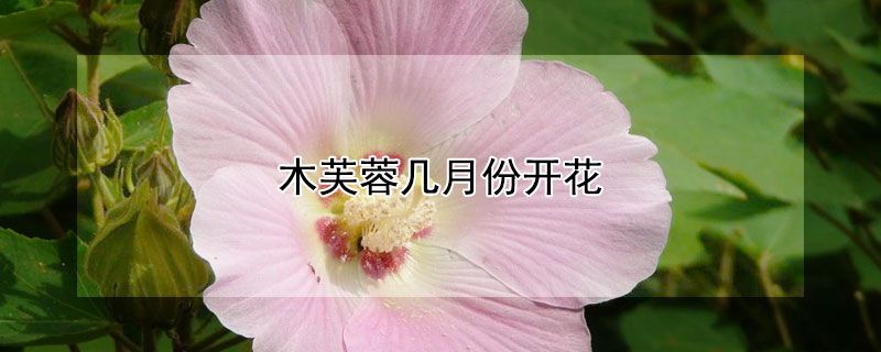木芙蓉几月份开花（木芙蓉几月份开花结果）