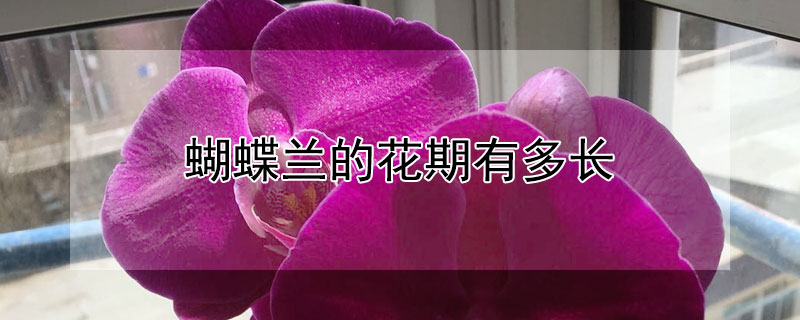 蝴蝶兰的花期有多长（蝴蝶兰的花期有多长时间）