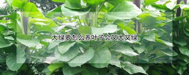 大绿萝怎么养叶子会又大又绿 大绿萝怎么养叶子会又大又绿又软