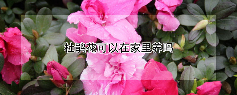 杜鹃花可以在家里养吗（杜鹃花适不适合在家里养）