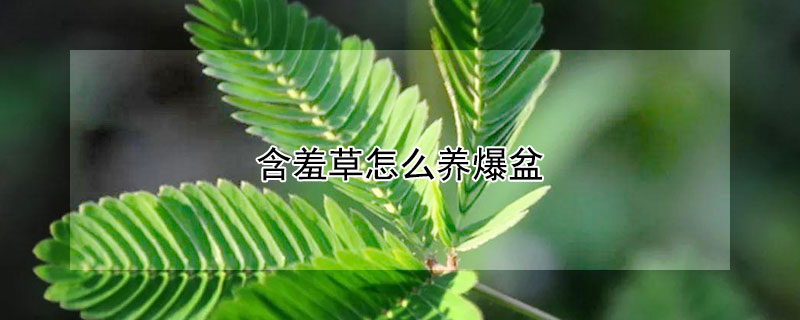 含羞草怎么养爆盆 含羞草怎么养爆盆视频