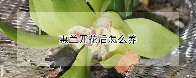 惠兰开花后怎么养 惠兰开完花怎么养护