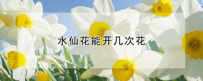 水仙花能开几次花（水仙花可以开几天）