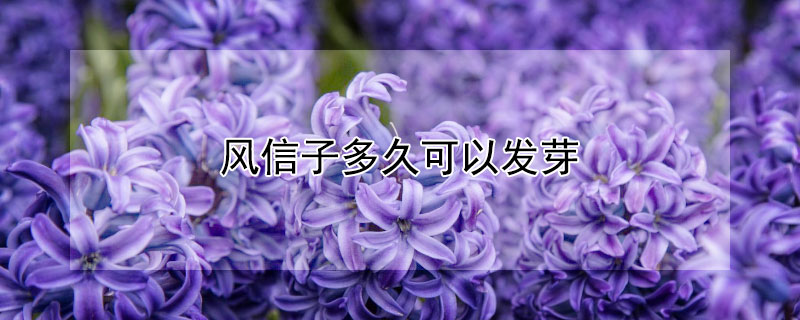 风信子多久可以发芽 风信子几天能发芽