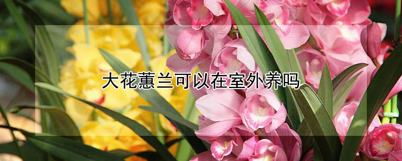 大花蕙兰可以在室外养吗 大花蕙兰室外可以养吗?
