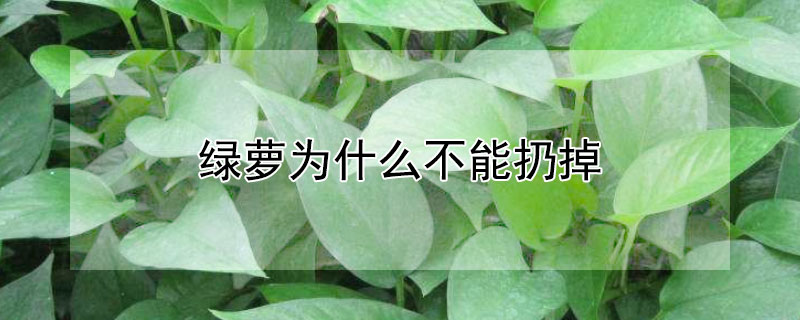 绿萝为什么不能扔掉（绿萝是招财还是招鬼）