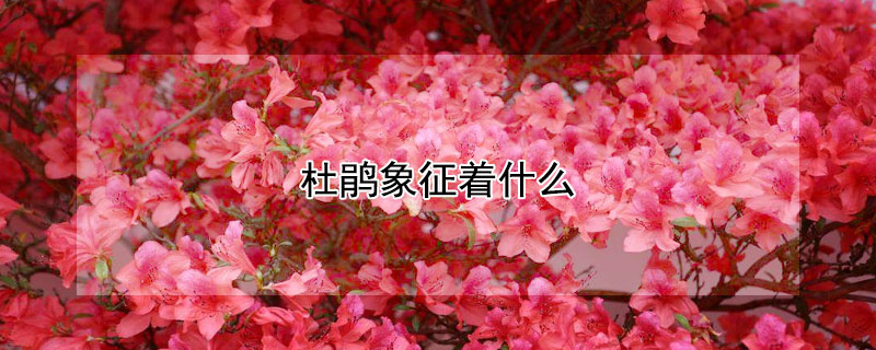 杜鹃象征着什么 杜鹃象征着什么情感